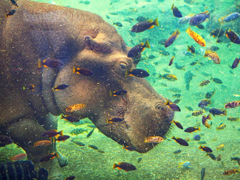 Hippo and fish