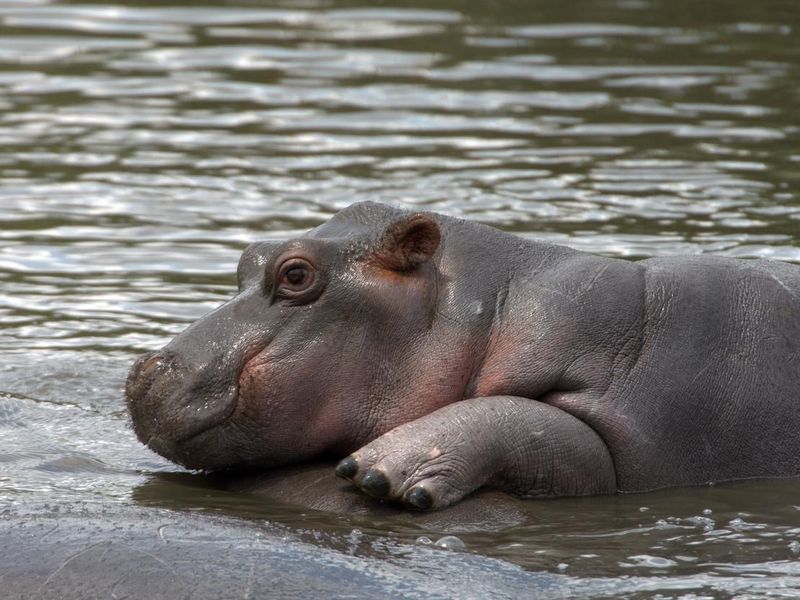 Hippo calf in a river