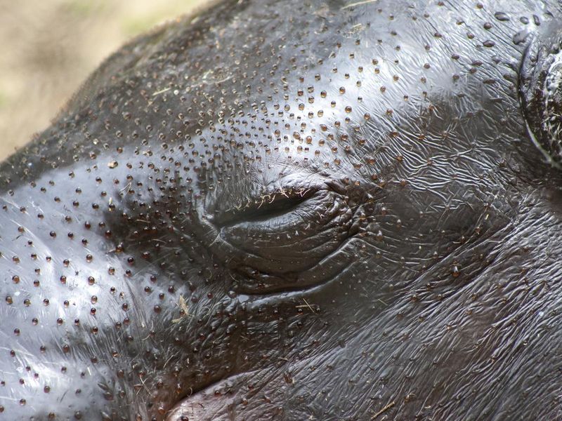 Hippo close up