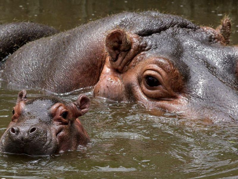 Hippo family in Colombia