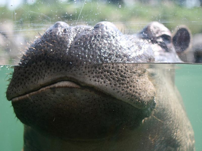 Hippo Head in water