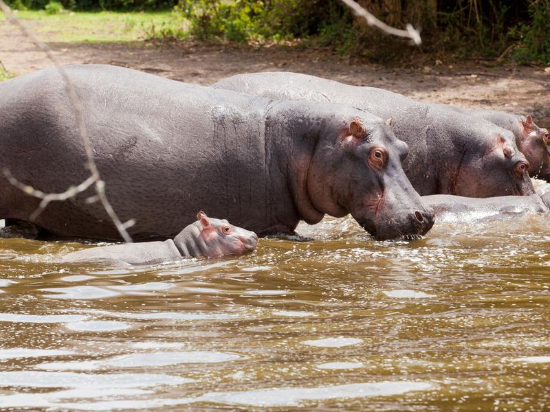 Hippo in water at Lake Mburo National Park in Uganda