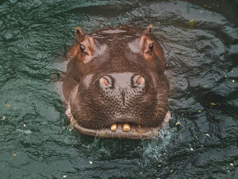 Hippo swimming in zoo