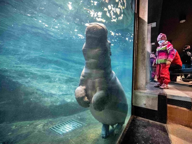 Hippopotamus at Prague Zoo