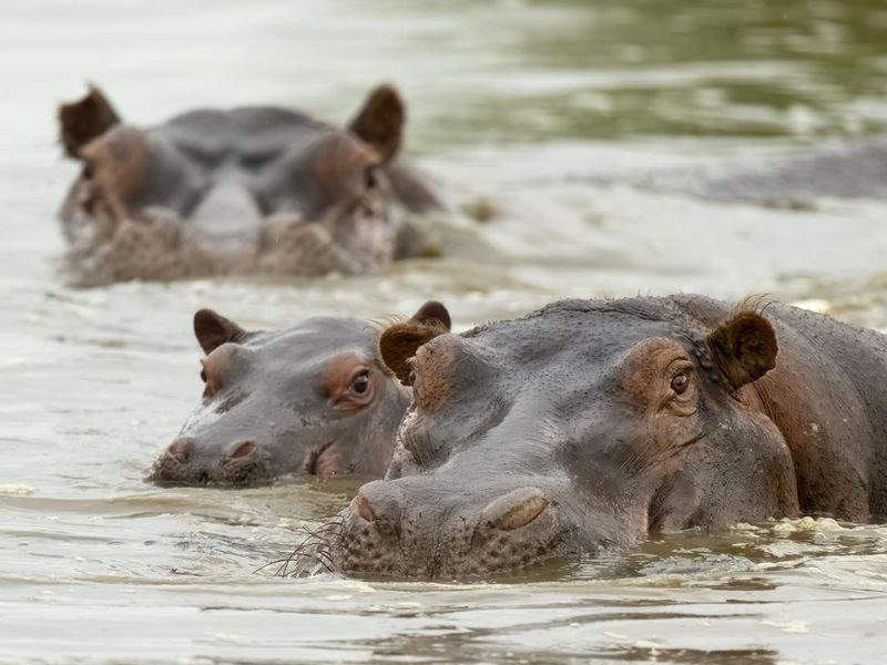 Hippopotamus calf with two adults in Serengeti National Park