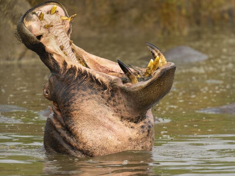Hippopotamus' Gaping Mouth