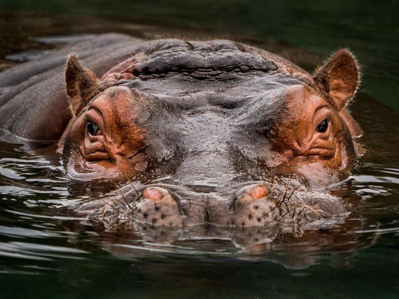 Hippopotamus, one of the most dangerous animals