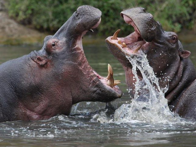 Hippos playing