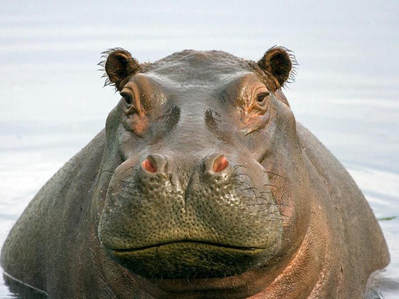 Hippos remind us of Juggernaut