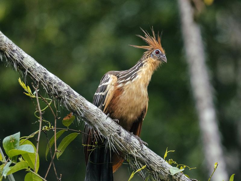 Hoatzin are smelly animals
