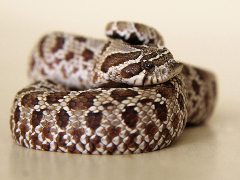 Hognose snake: pensive, sad, frightened, or surprised?