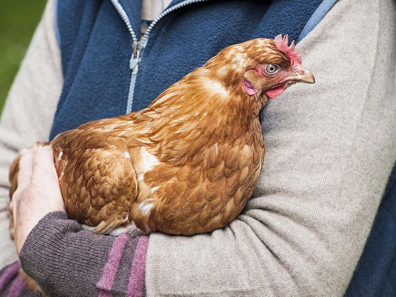 Holding a Hen