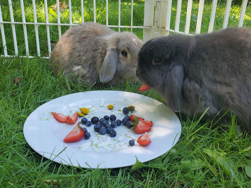 Holland Lop bunnies eating fruit