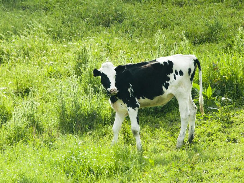 Holstein Calf in Green Meadow