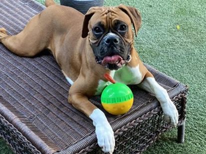 Holysteed Dog Treat Ball, Giggle Mentally Stimulating Dog Toys