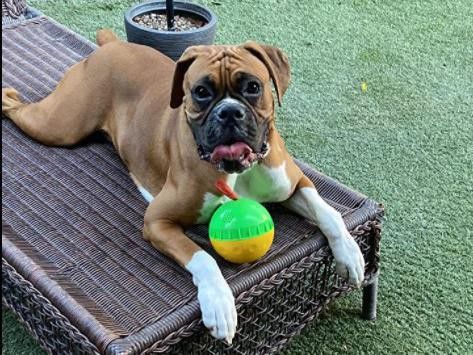 Holysteed Dog Treat Ball, Giggle Mentally Stimulating Dog Toys