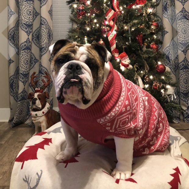 Homimp Dog Sweater Argyle
