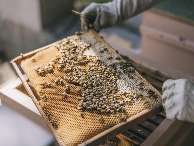 Honey bees on hive frame