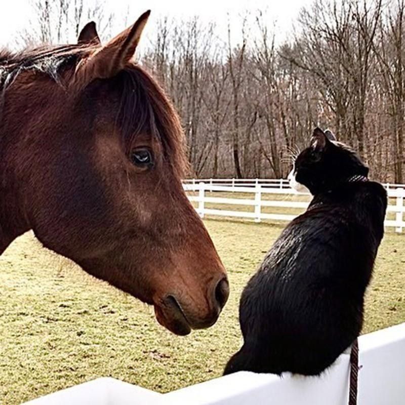 Horse and cat