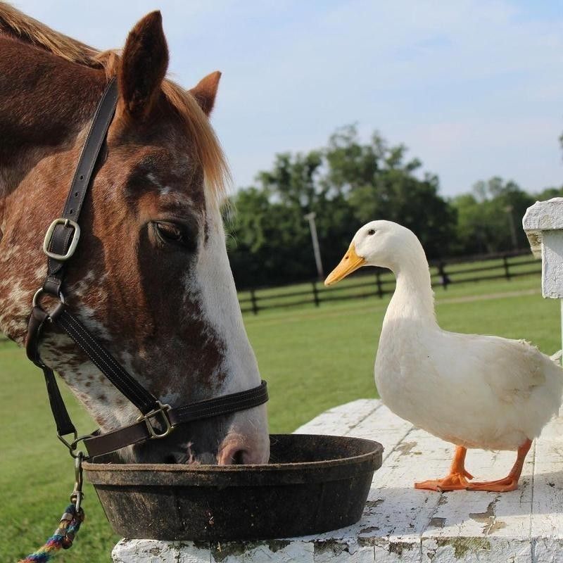 Horse and duck