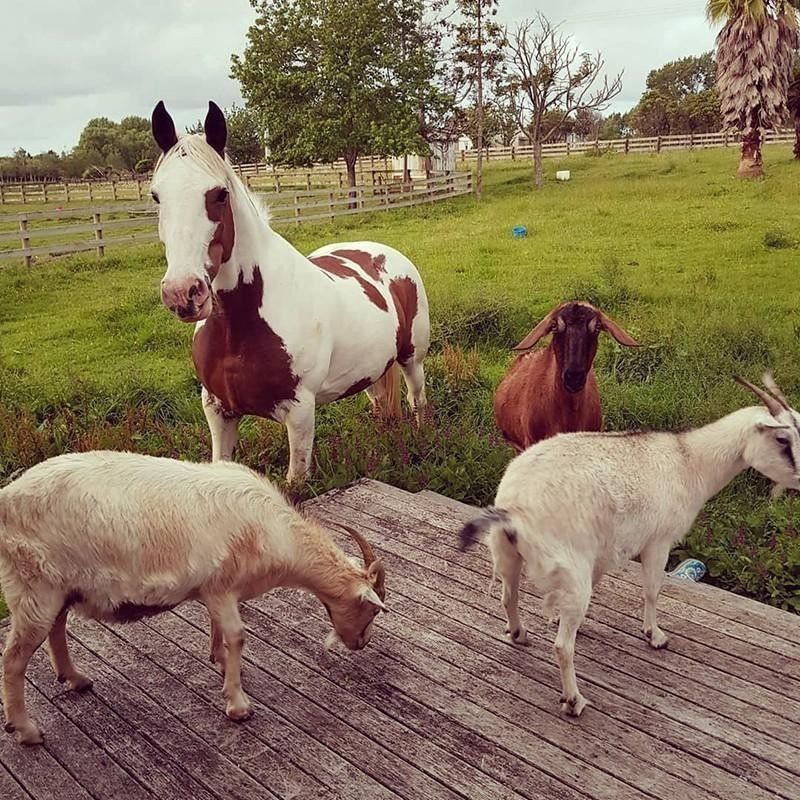 Horse and goats