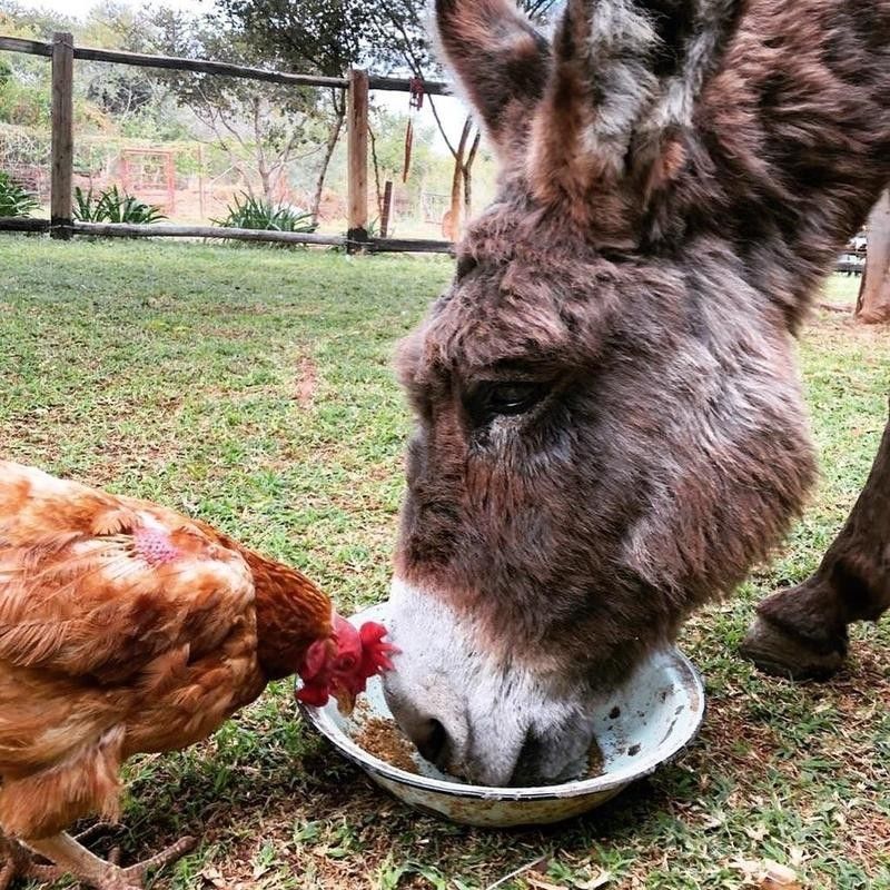 Horse and rooster