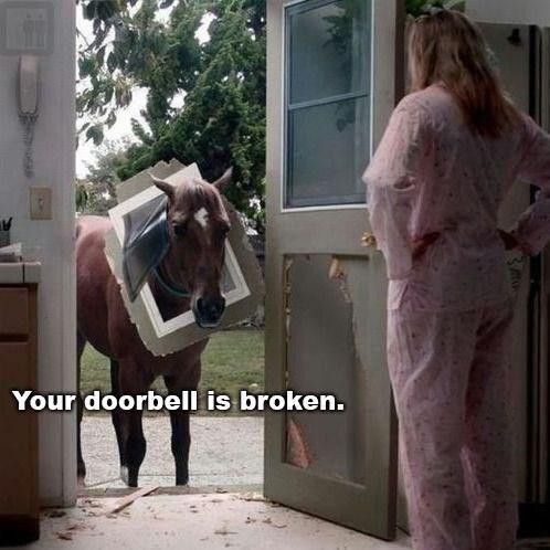 Horse breaks door