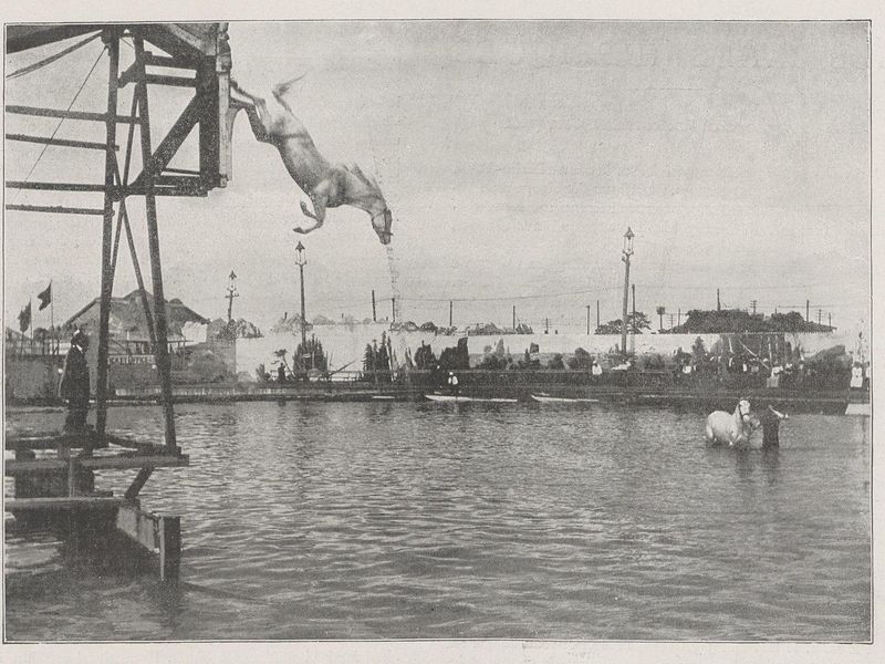 Horse Diving Competitions