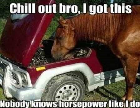 Horse fixing car engine