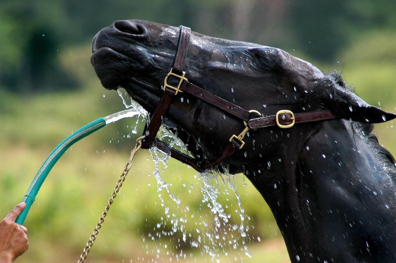 Horse getting a hose wash