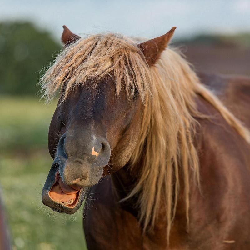 horse hair