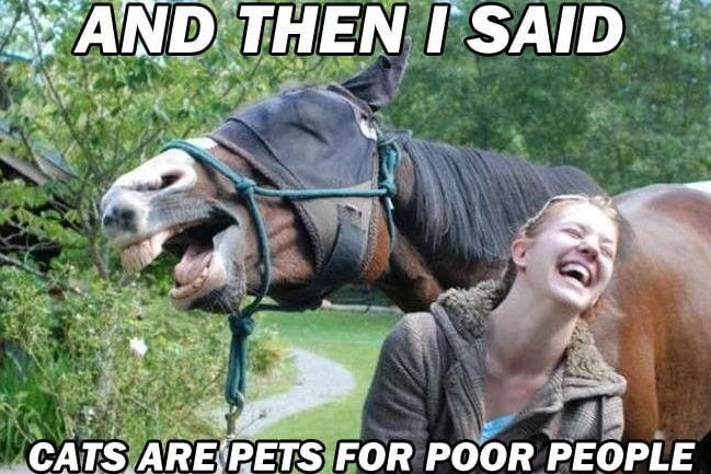 Horse laughing with woman