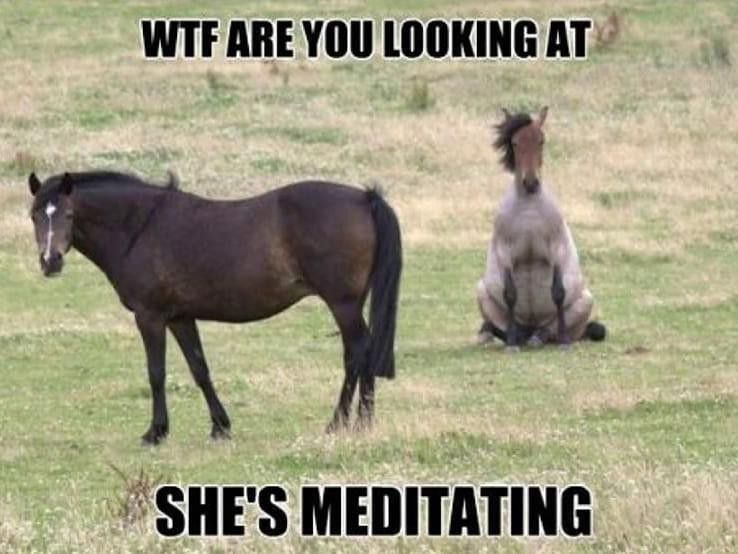 Horse meditating in a field