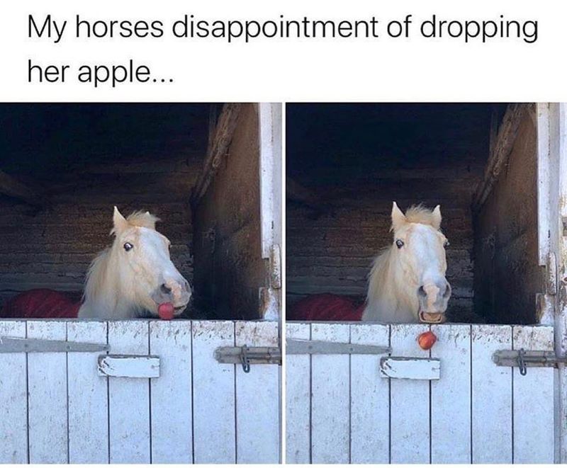 Horse meme: dropping his apple