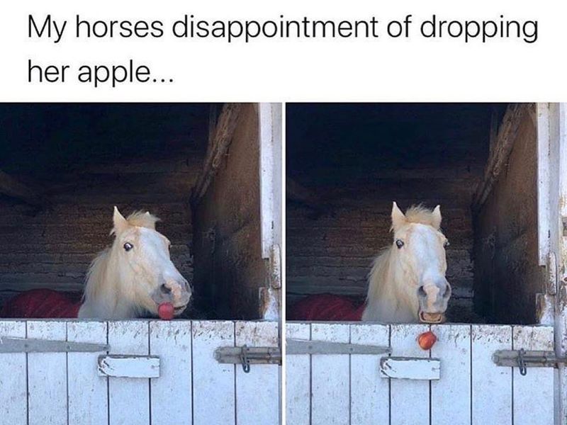 Horse meme: dropping his apple