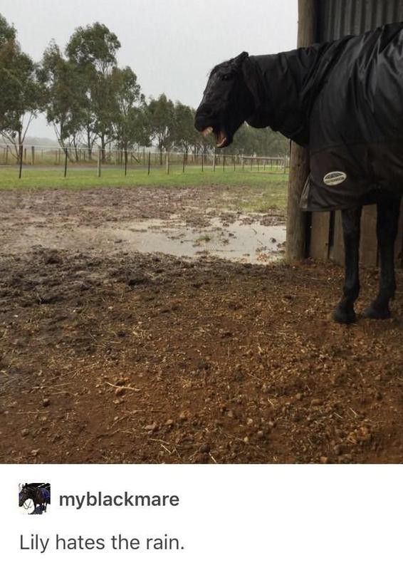 Horse not a fan of the rain