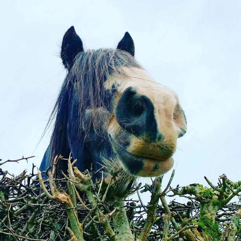 Horse Smiling Behind Branches
