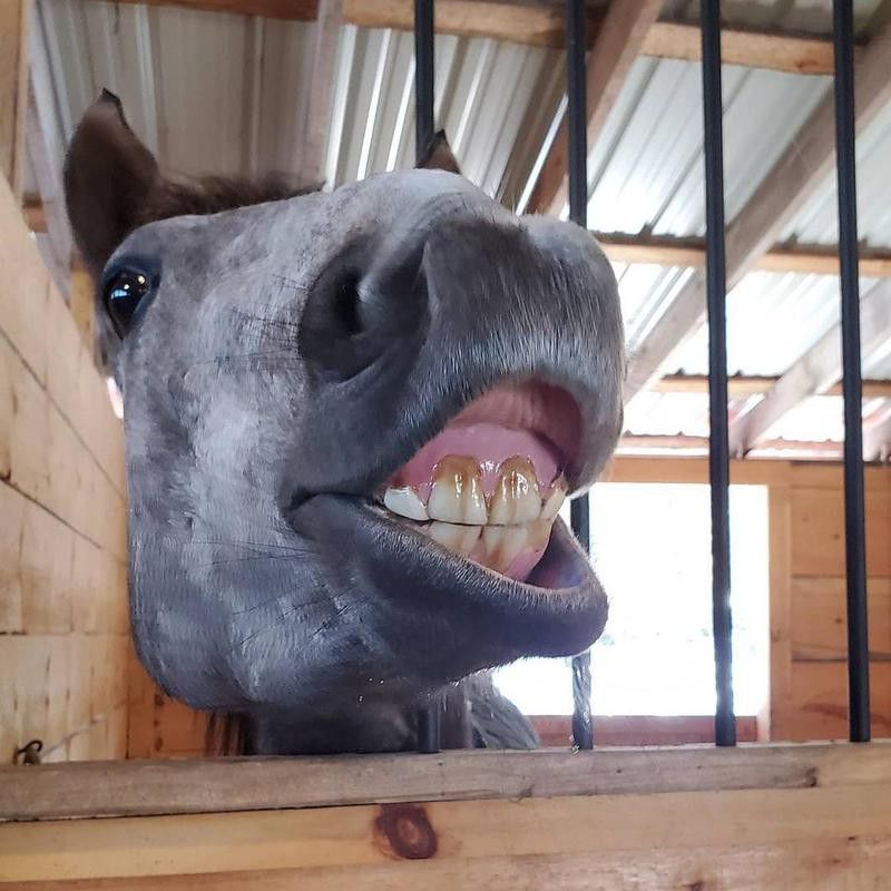 Horse Smiling in Barn
