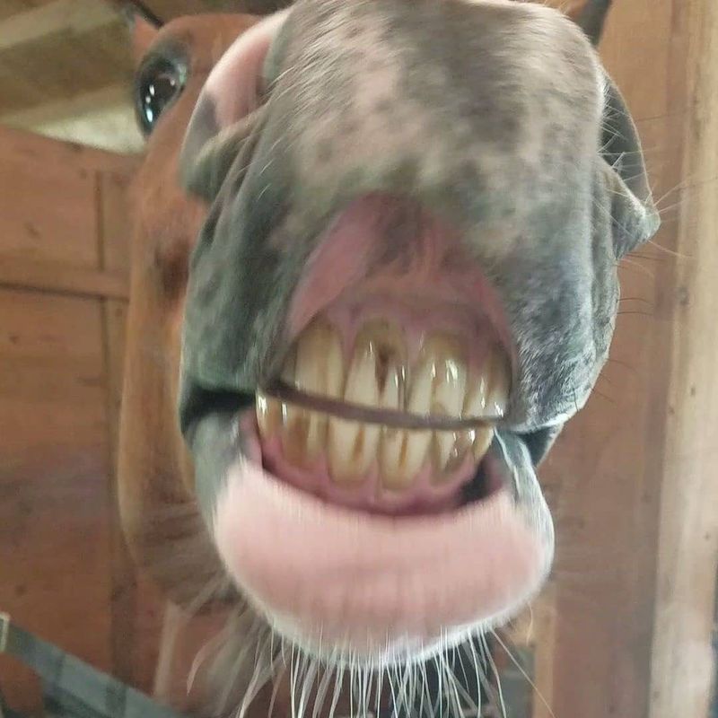 Horse Smiling Up Close