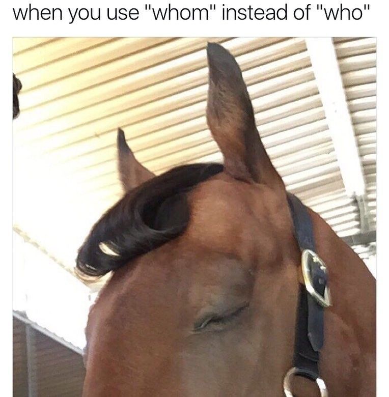 Horse who knows grammar