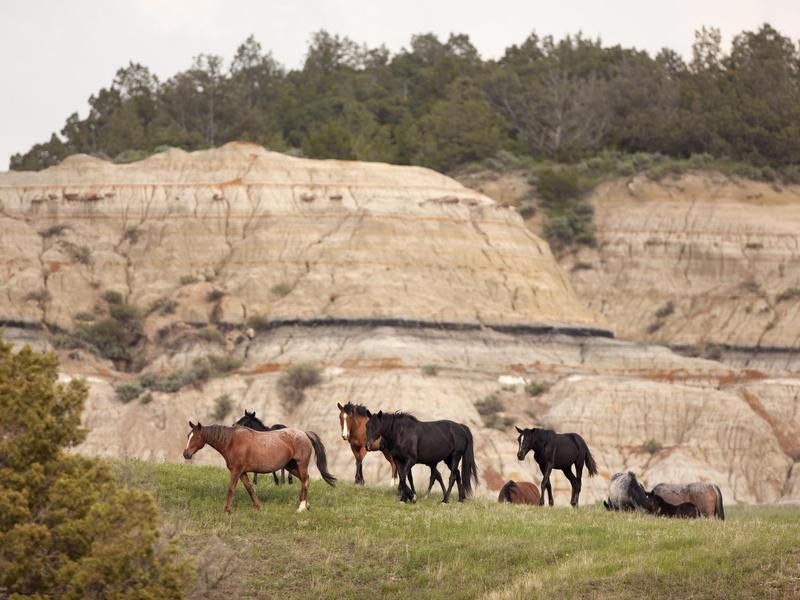 Horses at Theodore Roosevelt National Park