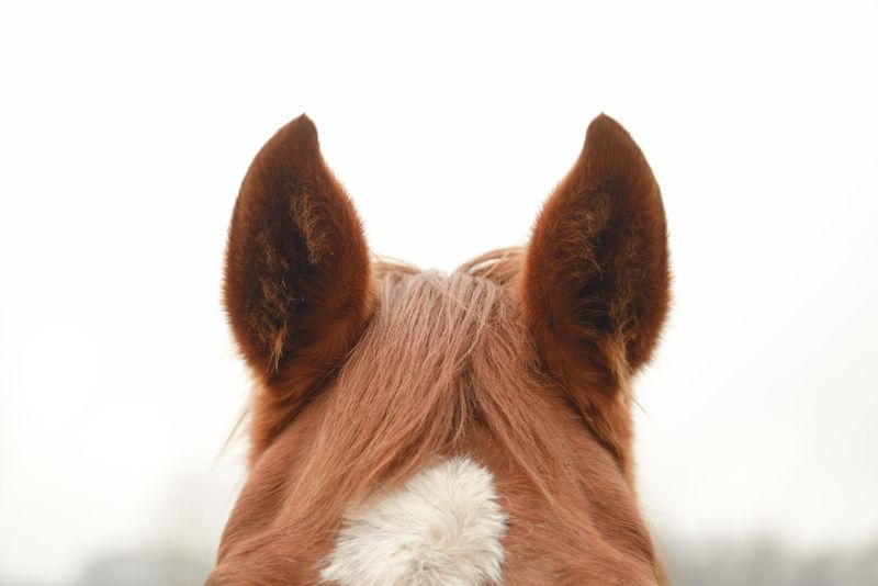 Horses ears