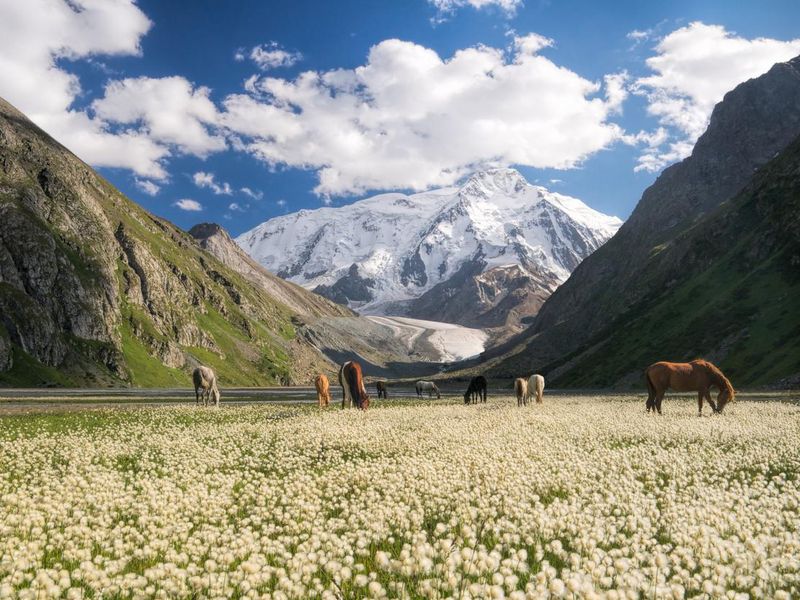 Horses grazing in Kyrgyzstan