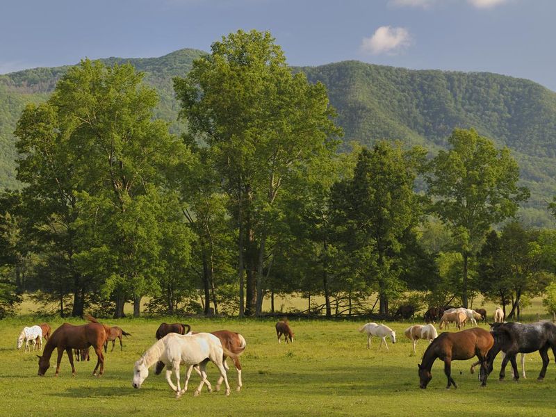 Horses in Smoky Mountains Cades Cove, Tennessee