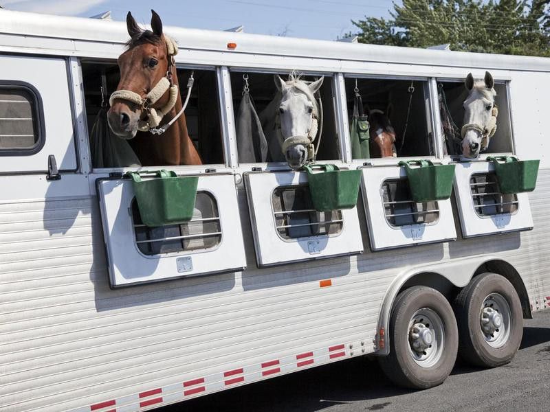 Horses in trailer