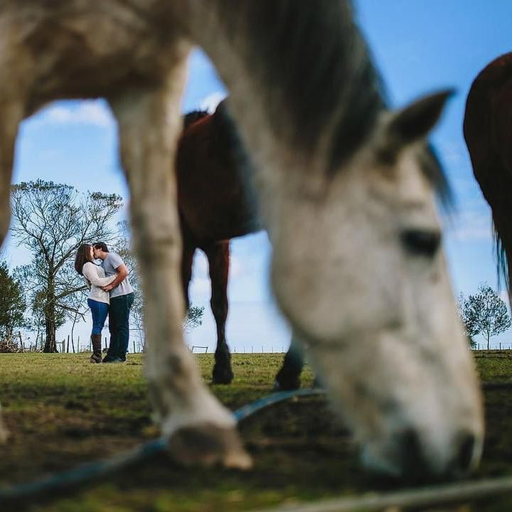 Horses interrupting romantic photo shoot
