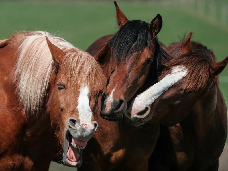 horses laughing