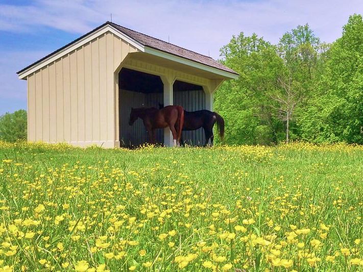 Horses on a farm in Middleburg Virginia
