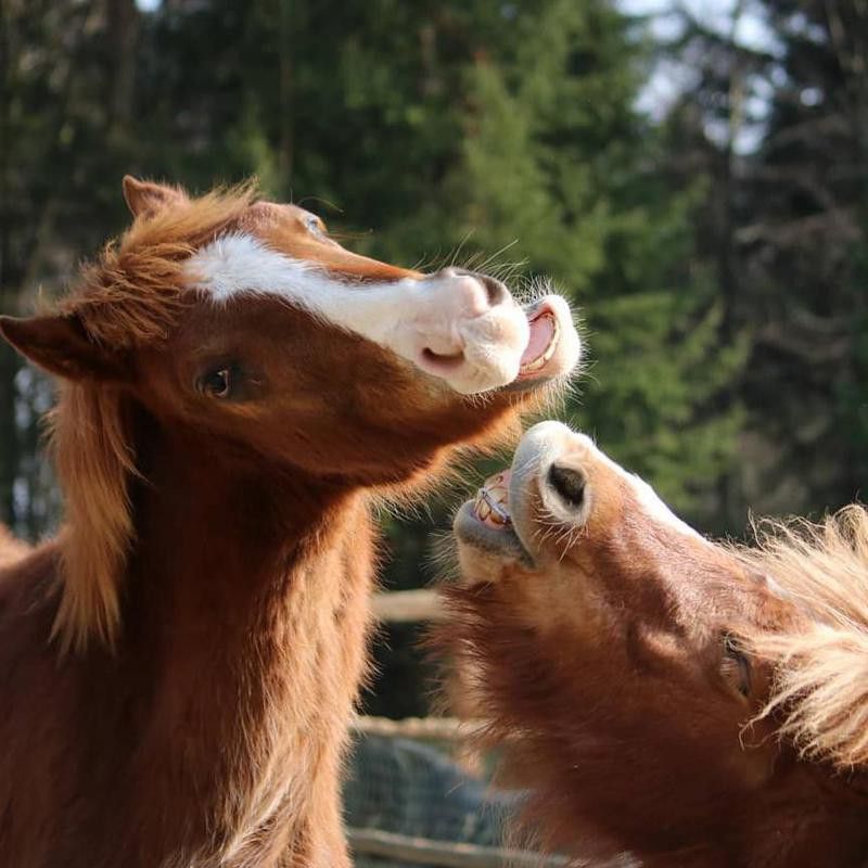Horses Smiling With Each Other