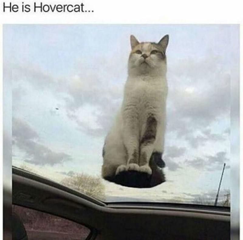 Hovering cat meme
